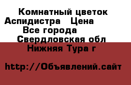 Комнатный цветок Аспидистра › Цена ­ 150 - Все города  »    . Свердловская обл.,Нижняя Тура г.